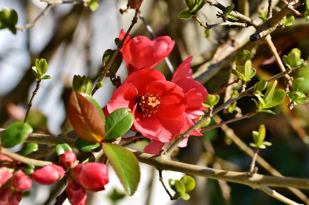 ornamental quince, bush, chaenomeles
